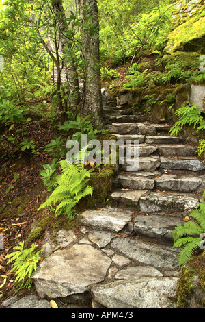 Klettern durch Bäume und Farne Leiter Creek Falls Trail Newhalem Ross Lake National Recreation Area Washington uns eine Steintreppe Stockfoto