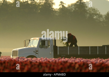 Mann mit Haufen von Tulpen auf der Rückseite LKW im Bereich der rosa Tulpen Mount Vernon Skagit Valley Skagit County, Washington USA Stockfoto