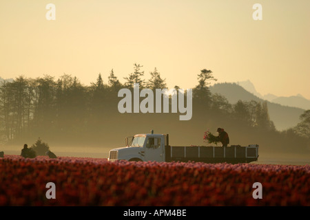 Mann mit Haufen von Tulpen auf der Rückseite LKW im Bereich der rosa Tulpen Mount Vernon Skagit Valley Skagit County, Washington USA Stockfoto