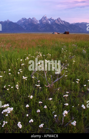 Alte Scheunen in Wiese unterhalb der Grand Teton in den frühen Morgenstunden Grand Teton National Park Teton County Wyoming USA Stockfoto