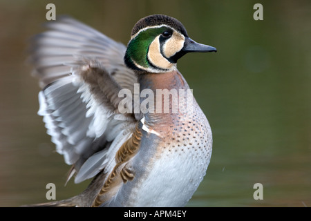 Torkelnd Ente flattern Stockfoto