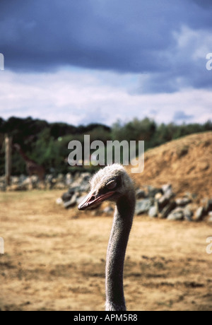 Verschlafene Strauß Colchester Zoo Stockfoto