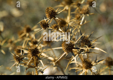 Getrocknete Blume des seligen Milk Thistle (Silybum Marianum) im Herbst. Gudar - Javalambre Land. Provinz Teruel. Spanien Stockfoto