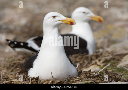 Seetang Möwen (Larus Dominicanus) auf Eiern Ausscheider Teich sitzen Küste Karkasse Island West Falkland Süd-Atlantik Dezember Stockfoto