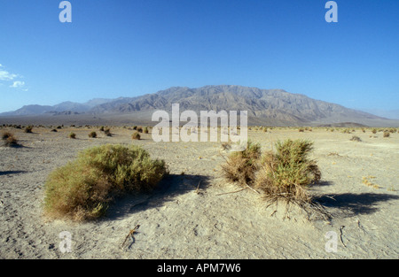 Death Valley Nationalpark - Kalifornien/Nevada USA Teufel Kornfeld Stockfoto