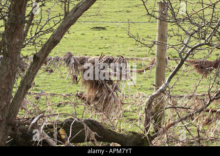 Blattschutt von überfluteten Feldern, die nach dem Hochwasser am Drahtzaun gefangen wurden. Winter in West Sussex, England, Großbritannien Stockfoto