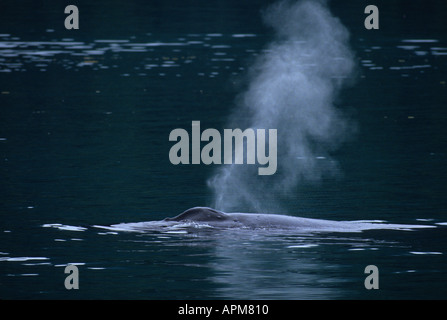 Buckelwal (Impressionen Novaeangliae) Atmen Sie kühle Luft südöstlichen ALASKA Stockfoto