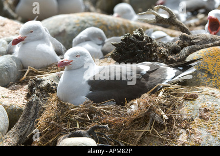 Delphin Gull (Leucophaeus Scoresbii) Erwachsenen sitzen auf nest Inkubation Ausscheider Teich-Ufer Karkasse Insel West Falkland Stockfoto