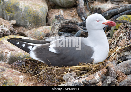 Delphin Gull Leucophaeus Scoresbii Erwachsenen sitzen auf nest Inkubation Ausscheider Teich-Ufer Karkasse Insel West Falkland Atlantic Stockfoto