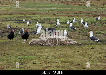 Türkei-Geier Cathartes Aura Falklandica Dolphin Gull Leucophaeus Scoresbii und Kelp Gull Larus Dominicanus Fütterung auf Schafe Stockfoto