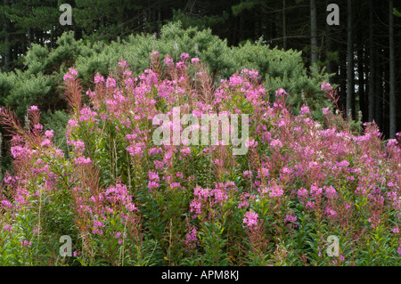 Rosebay Willowherb Epilobium Angustifolium Kolonie Tentsmuir Forest Fife Schottland, Vereinigtes Königreich Stockfoto