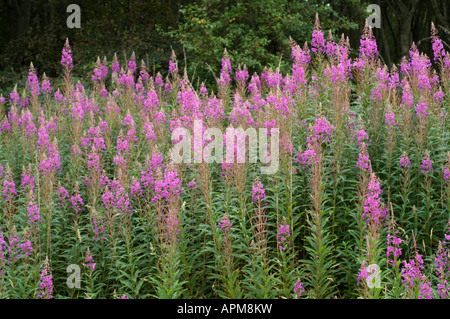 Rosebay Willowherb Epilobium Angustifolium Kolonie Tentsmuir Forest Fife Schottland, Vereinigtes Königreich Stockfoto