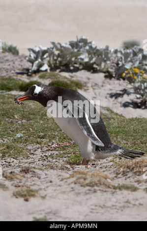 Gentoo Penguin Pygoscelis Papua sammeln Verschachtelung materielle The Neck Saunders Island West Falkland Süd-Atlantik Stockfoto