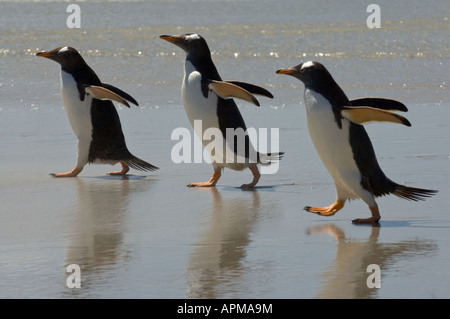 Gentoo Penguin Pygoscelis Papua Rückkehr in die Kolonie nach "Fishing Expedition" The Neck Saunders Island West Falkland Stockfoto