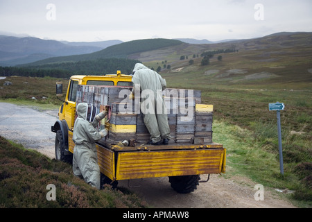 Männer sammeln schottischen Heidekraut-Honig; Bienenhalter-Sammlung von Bienenstöcken und Ladewagen am Ende der Heidekraut-Blütezeit in Schottland, Großbritannien Stockfoto