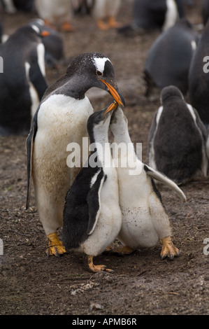 Gentoo Penguin Pygoscelis Papua Erwachsene mit Küken im nest Sea Lion Island West Falkland Südatlantik Dezember Stockfoto