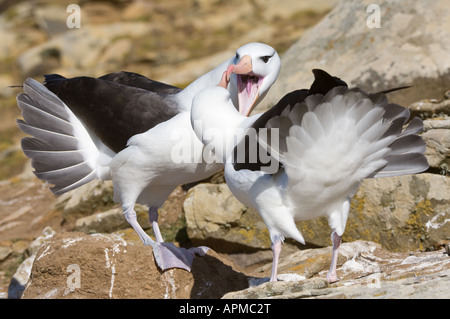 Black-browed Albatros (Diomedea Melanophoris) Erwachsenen paar umwerben Verhalten Saunders Island West Falkland Süd-Atlantik Stockfoto