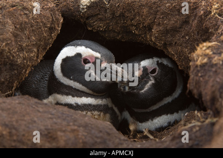 Magellanic Penguin Spheniscus Magellanicus Erwachsenen paar am Fuchsbau Eingang Sea Lion Island West Falkland Süd-Atlantik Stockfoto