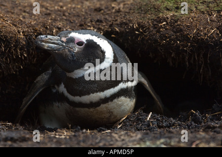 Magellanic Penguin Spheniscus Magellanicus Erwachsenen am Fuchsbau Eingang Sea Lion Island West Falkland Stockfoto