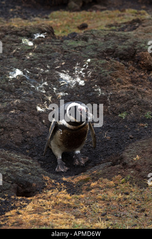 Magellanic Penguin Spheniscus Magellanicus Erwachsenen am Fuchsbau Eingang Sea Lion Island West Falkland Stockfoto