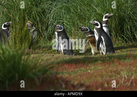 Magellanic Penguin Spheniscus Magellanicus Erwachsenen kommen aus Tussac Rasen in Wiese mit blühenden Rumex acetosella Stockfoto