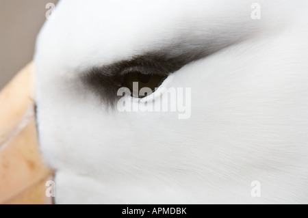 Schwarzen browed Albatros Diomedea Melanophoris Erwachsenen Nahaufnahme Gesicht West Point Island Falkland-Inseln Süd-Atlantik Dezember Stockfoto