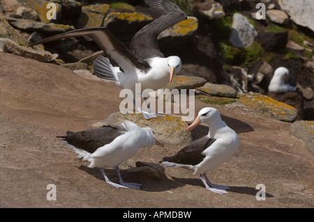 Black-browed Albatros Diomedea Melanophoris unattached Einzelpersonen, die auf der Suche nach geeigneten Partner West Point Insel Falkland-Inseln Stockfoto