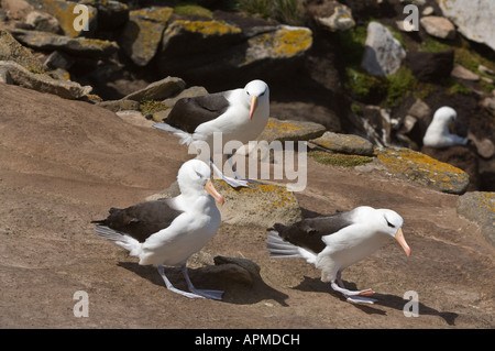 Black-browed Albatros Diomedea Melanophoris unattached Einzelpersonen, die auf der Suche nach geeigneten Partner West Point Insel Falkland-Inseln Stockfoto