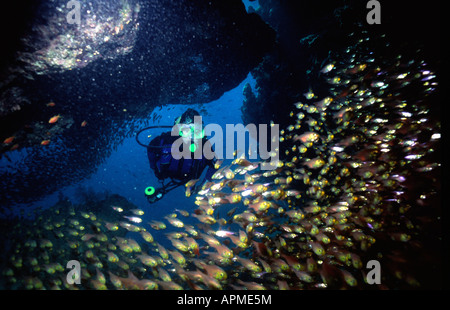 Taucher im Roten Meer mit einigen Schulbildung glassfish Stockfoto