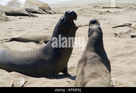 Riesigen See-Elefanten in Wasser von Kalifornien am Strand von Point Piedras Blancas von San Luis Obispo, CA Stockfoto