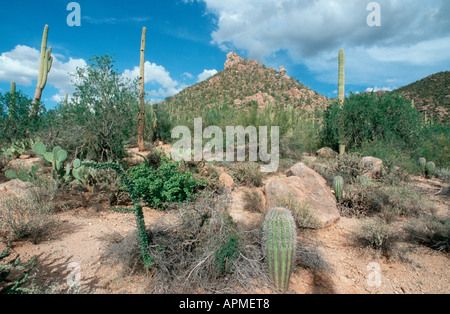 Sonora-Wüste - South West Arizona - USA Barrel, Feigenkaktus und Saguaro Kakteen Stockfoto