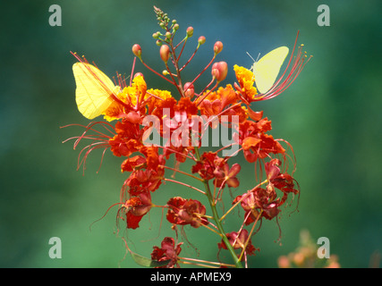 Sonora-Wüste - South West Arizona - USA gelbe Schmetterlinge auf Blumen Stockfoto
