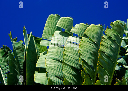 Reisende Palm und Blue sky Waikiki Beach Honolulu Hawaii USA Stockfoto