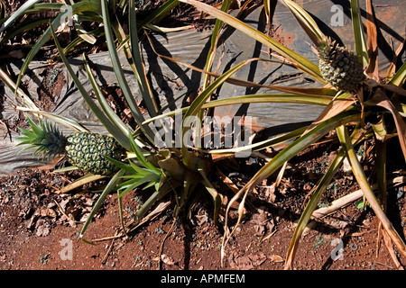 Ananas wachsen am Boden im Garten Dole Plantage nahe Wahiawa Oahu Hawaii USA Stockfoto