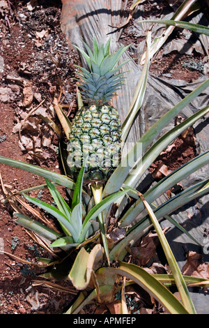 Ananas wachsen am Boden im Garten Dole Plantage nahe Wahiawa Oahu Hawaii USA Stockfoto