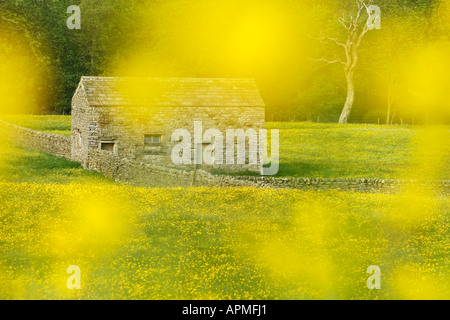 Dunst von Butterblumen gießen ein romantisches Licht auf eine Swaledale Feld Scheune Stockfoto