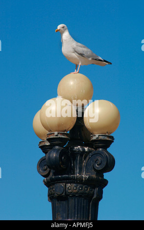 Erwachsenen Silbermöwe In Flight(Larus argentatus) Stockfoto