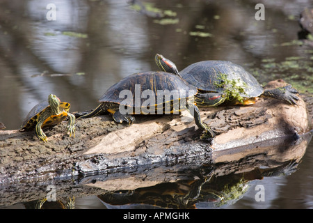 Rot eared Slider Schildkröten Stockfoto