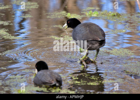 Ein paar Blässhühner auf Nahrungssuche im Moor Stockfoto