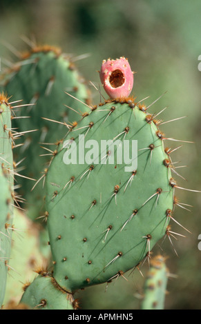 Engelmann-Feigenkaktus Sonora-Wüste - South West Arizona - USA Stockfoto