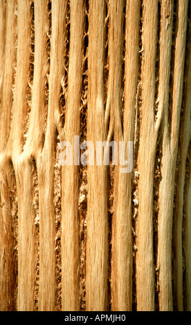 Sonora-Wüste - South West Arizona - USA tot Saguaro-Kaktus Stockfoto