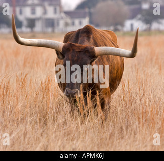 Texas Longhorn im Winter Weide Stockfoto