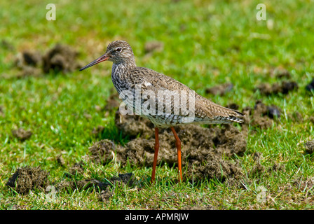 Rotschenkel Tringa Totanus gemeinsame Rotschenkel Stockfoto