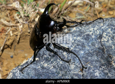 Malaysische drei gehörnten Nashornkäfer, Chalcosoma Mollenkampi. Sabah, Malaysia. Kinabalu Nationalpark Stockfoto