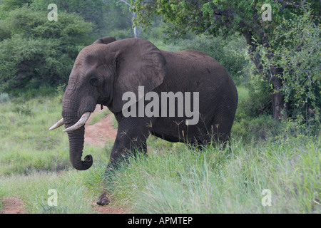 Afrikanische Elefanten pflanzenfressenden und größten lebenden Säugetiere in der Provinz Limpopo in Südafrika sowohl Männchen und Weibchen Stoßzähne Stockfoto