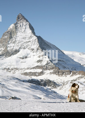 Großer Bernhardiner am oberen Rand der Gornergrat-Bahn in Zermatt Schweiz Stockfoto