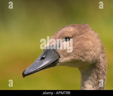 Cygnet Porträt Stockfoto