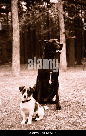 Große und kleine Hund im park Stockfoto