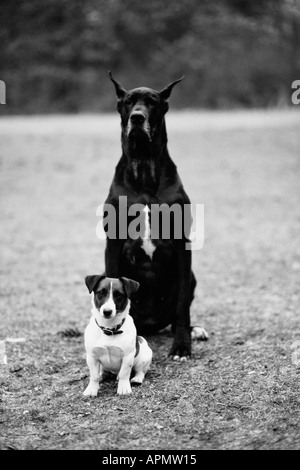 Große und kleine Hund im park Stockfoto