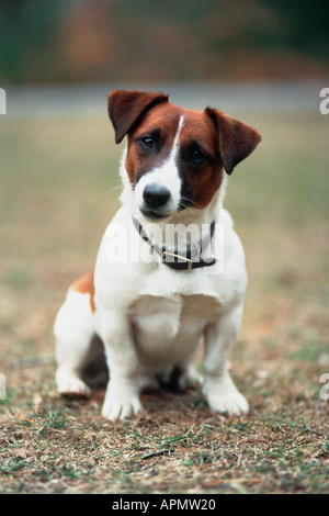 Jack Russell Terrier im park Stockfoto